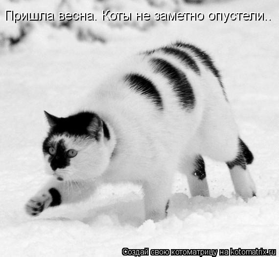 Пришла весна. Коты не заметно опустели..... Котоматрица: Пришла весна. Коты не заметно опустели..