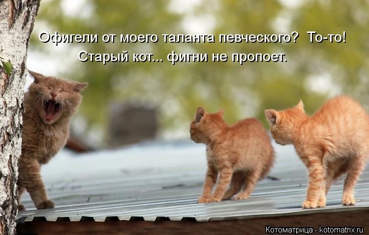 Котоматрица: Офигели от моего таланта певческого?  То-то! Старый кот... фигни не пропоет.