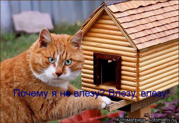 Почему я не влезу? Влезу, влезу!... Котоматрица: Почему я не влезу? Влезу, влезу!