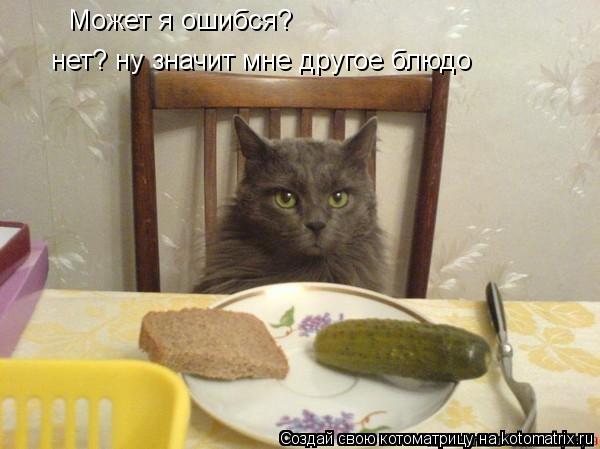 Может я ошибся? нет? ну значит мне другое блюдо... Котоматрица: Может я ошибся? нет? ну значит мне другое блюдо