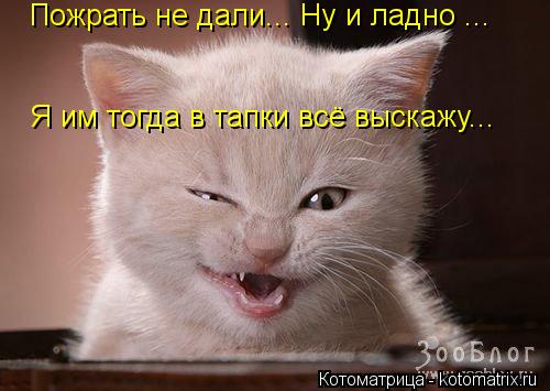 Пожрать не дали... Ну и ладно ... Я им тогда в тапки всё выскажу...... Котоматрица: Пожрать не дали... Ну и ладно ... Я им тогда в тапки всё выскажу...