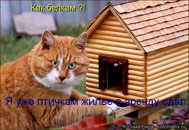 Как белкам ?! Я уже птичкам жилье в аренду сдал.... Котоматрица: Как белкам ?! Я уже птичкам жилье в аренду сдал.