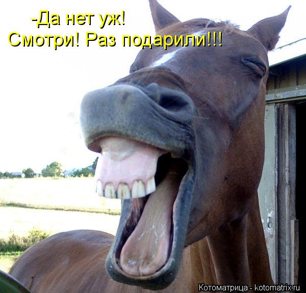 -Да нет уж! Смотри! Раз подарили!!!... Котоматрица: -Да нет уж! Смотри! Раз подарили!!!