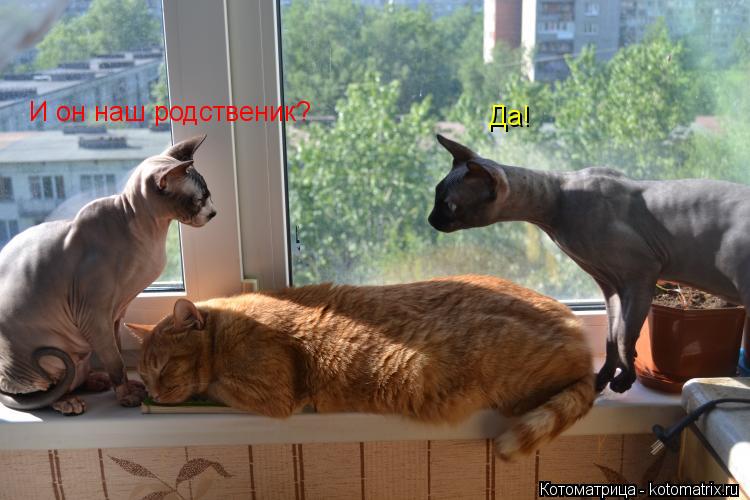 И он наш родственик? Да!... Котоматрица: И он наш родственик? Да!