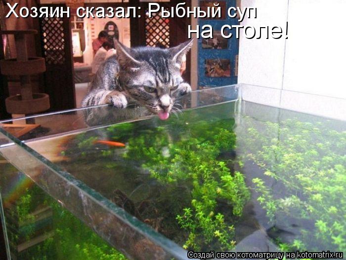 Хозяин сказал: Рыбный суп на столе!... Котоматрица: Хозяин сказал: Рыбный суп на столе!