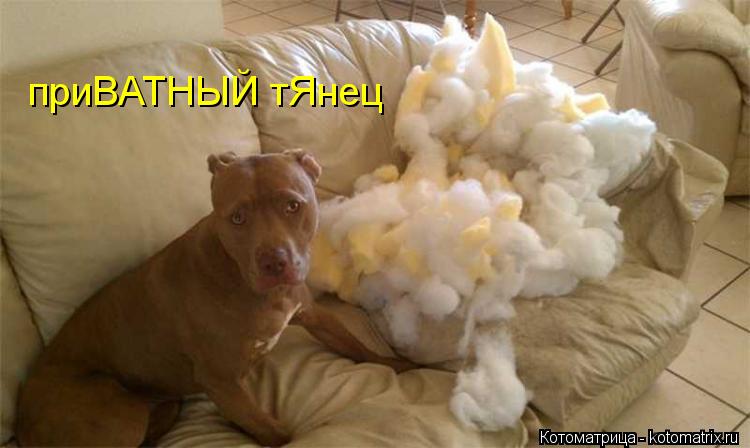 приВАТНЫЙ тЯнец... Котоматрица: приВАТНЫЙ тЯнец