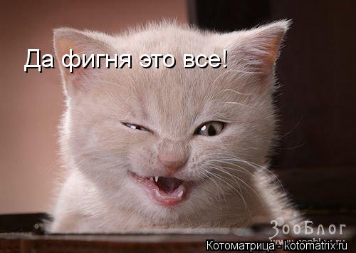 Котоматрица: Да фигня это все!