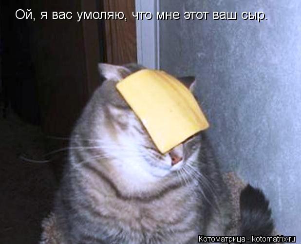 Ой, я вас умоляю, что мне этот ваш сыр.... Котоматрица: Ой, я вас умоляю, что мне этот ваш сыр.