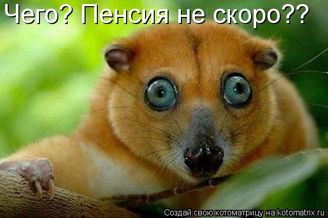 Чего? Пенсия не скоро??... Котоматрица: Чего? Пенсия не скоро??