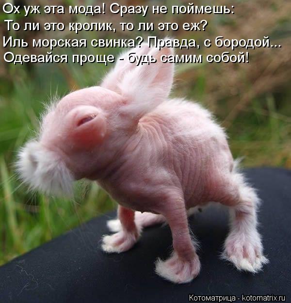 Ох уж эта мода! Сразу не поймешь: То ли это кролик, то ли это еж? Иль морская свинка? Правда, с бород... Котоматрица: Ох уж эта мода! Сразу не поймешь: То ли это кролик, то ли это еж? Иль морская свинка? Правда, с бородой... Одевайся проще - будь самим собой!