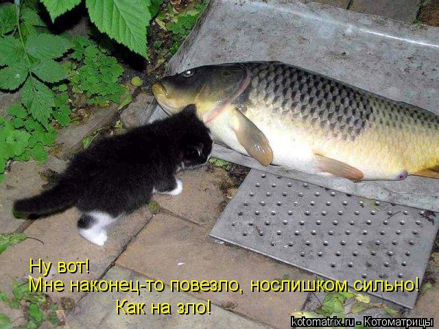 Ну вот! Мне наконец-то повезло, нослишком сильно! Как на зло!... Котоматрица: Ну вот! Мне наконец-то повезло, нослишком сильно! Как на зло!