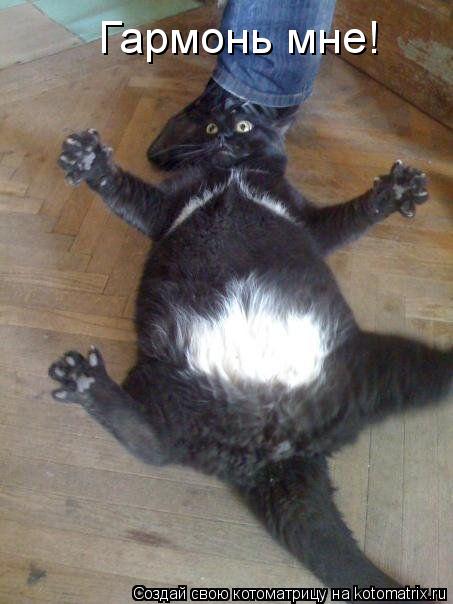 Гармонь мне!... Котоматрица: Гармонь мне!