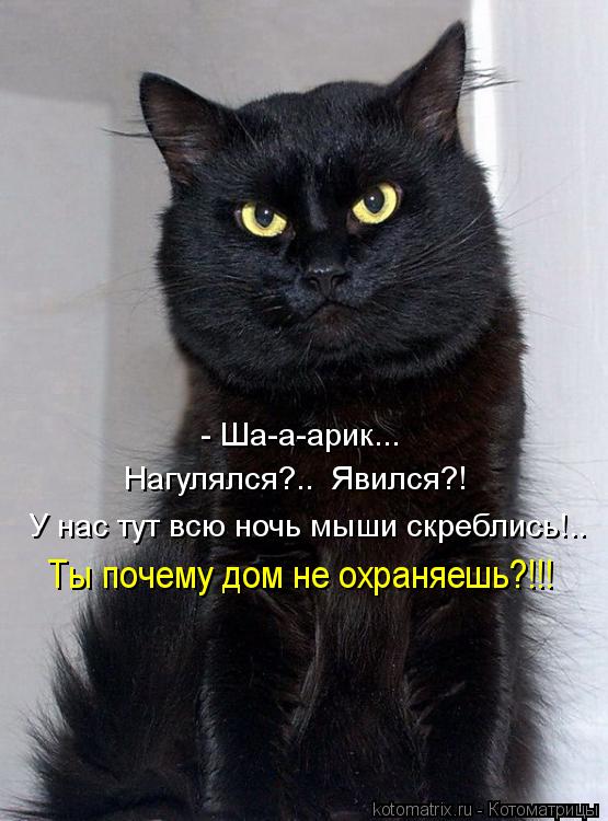 - Ша-а-арик... Нагулялся?.. Явился?! У нас тут всю ночь мыши скреблись!.. Ты почему дом не охраняеш... Котоматрица: - Ша-а-арик... Нагулялся?.. Явился?! У нас тут всю ночь мыши скреблись!.. Ты почему дом не охраняешь?!!!