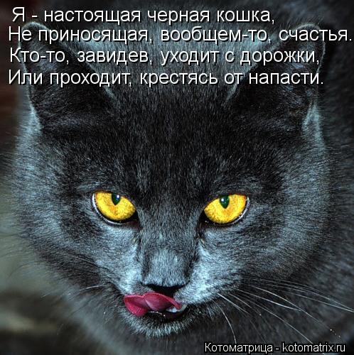 Я - настоящая черная кошка, Не приносящая, вообщем-то, счастья. Кто-то, завидев, уходит с дорожки, Ил... Котоматрица: Я - настоящая черная кошка, Не приносящая, вообщем-то, счастья. Кто-то, завидев, уходит с дорожки, Или проходит, крестясь от напасти.