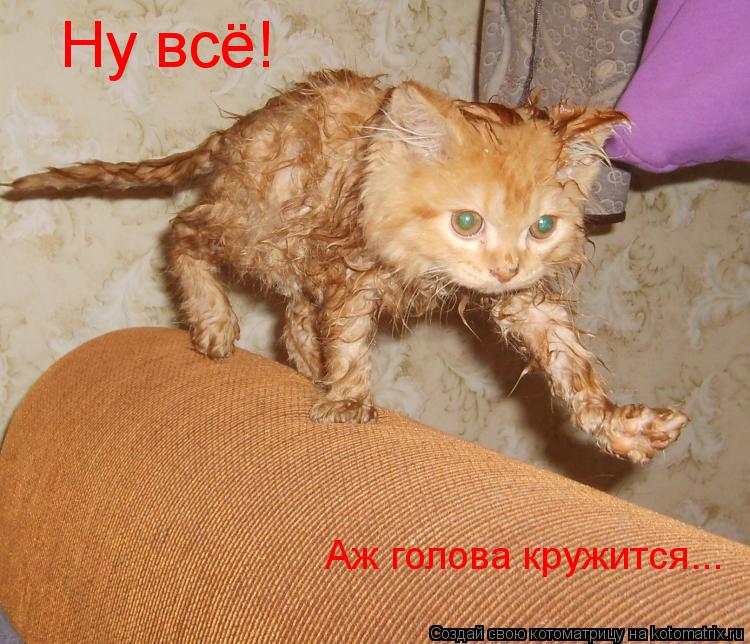 Ну всё! Аж голова кружится...... Котоматрица: Ну всё! Аж голова кружится...