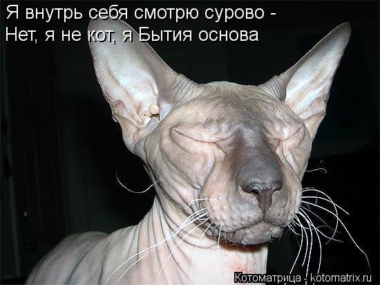 Я внутрь себя смотрю сурово - Нет, я не кот, я Бытия основа... Котоматрица: Я внутрь себя смотрю сурово - Нет, я не кот, я Бытия основа