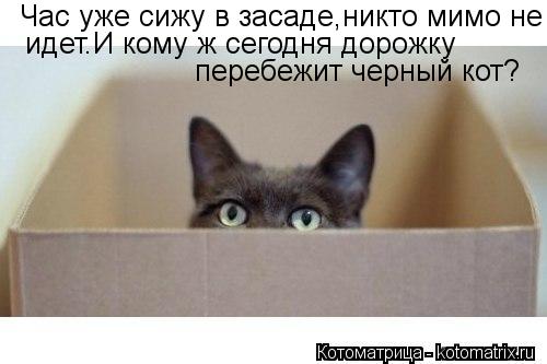 Час уже сижу в засаде,никто мимо не идет.И кому ж сегодня дорожку перебежит черный кот?... Котоматрица: Час уже сижу в засаде,никто мимо не идет.И кому ж сегодня дорожку перебежит черный кот?