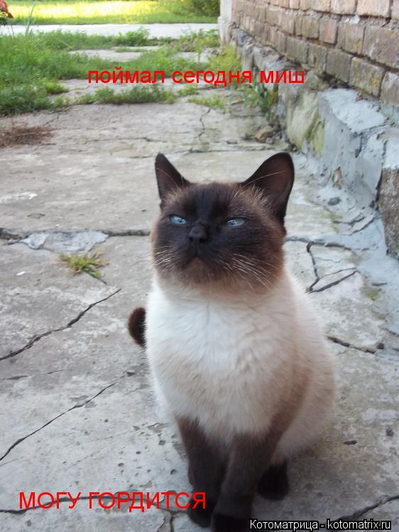 поймал сегодня миш поймал сегодня миш МОГУ ГОРДИТСЯ... Котоматрица: поймал сегодня миш поймал сегодня миш МОГУ ГОРДИТСЯ