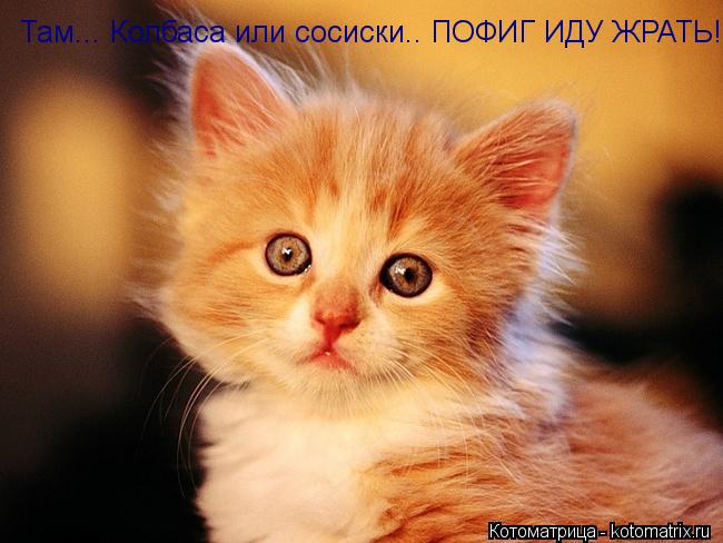 Там... Колбаса или сосиски.. ПОФИГ ИДУ ЖРАТЬ!... Котоматрица: Там... Колбаса или сосиски.. ПОФИГ ИДУ ЖРАТЬ!