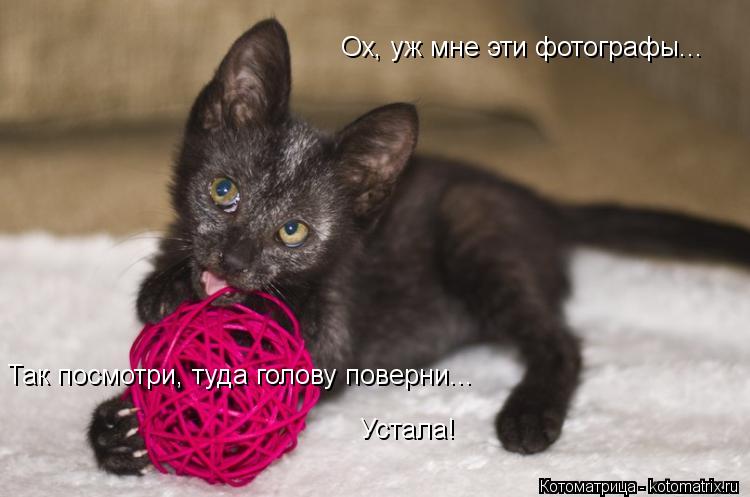 Ох, уж мне эти фотографы... Так посмотри, туда голову поверни... Устала!... Котоматрица: Ох, уж мне эти фотографы... Так посмотри, туда голову поверни... Устала!