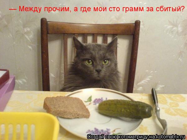 — Между прочим, а где мои сто грамм за сбитый?... Котоматрица: — Между прочим, а где мои сто грамм за сбитый?