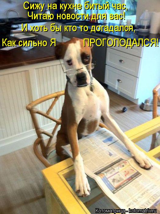 Сижу на кухне битый час, Читаю новости для вас! И хоть бы кто то догадался, Как сильно Я ПР... Котоматрица: Сижу на кухне битый час, Читаю новости для вас! И хоть бы кто то догадался, Как сильно Я ПРОГОЛОДАЛСЯ!