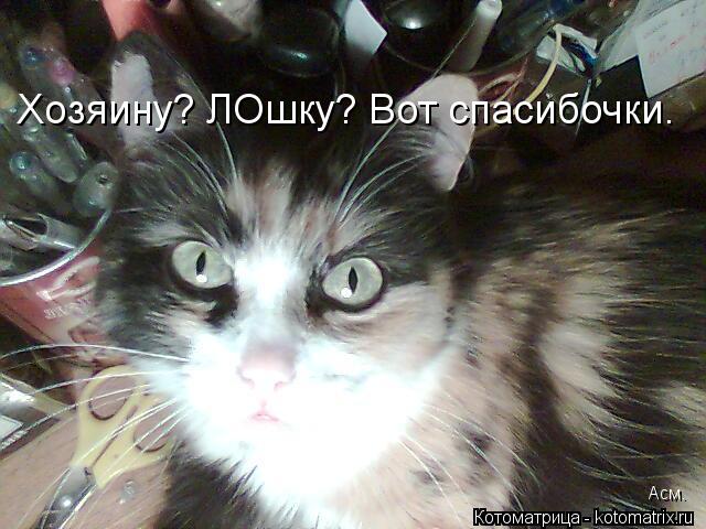Хозяину? ЛОшку? Вот спасибочки. Асм.... Котоматрица: Хозяину? ЛОшку? Вот спасибочки. Асм.