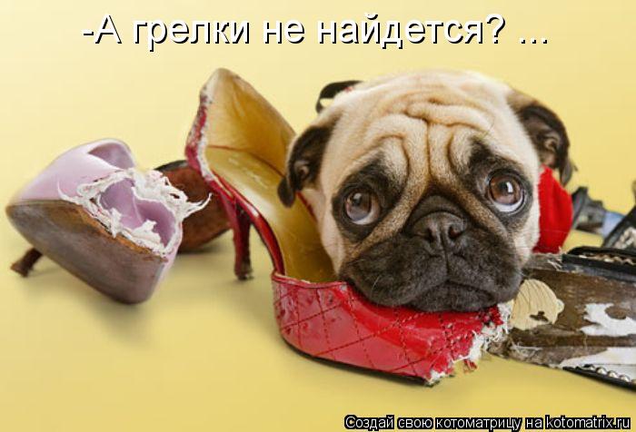 -А грелки не найдется? ...... Котоматрица: -А грелки не найдется? ...