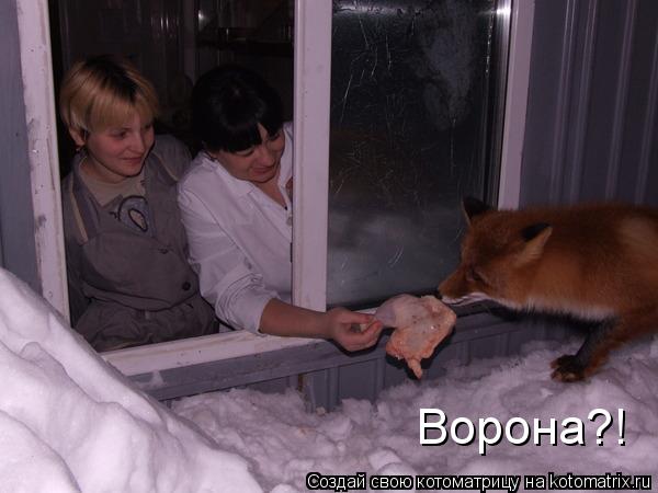 Ворона?!... Котоматрица: Ворона?!