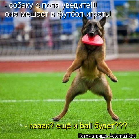 Котоматрица: - собаку с поля уведите!!! она мешает в футбол играть! - кааак? ещё и ball будет???