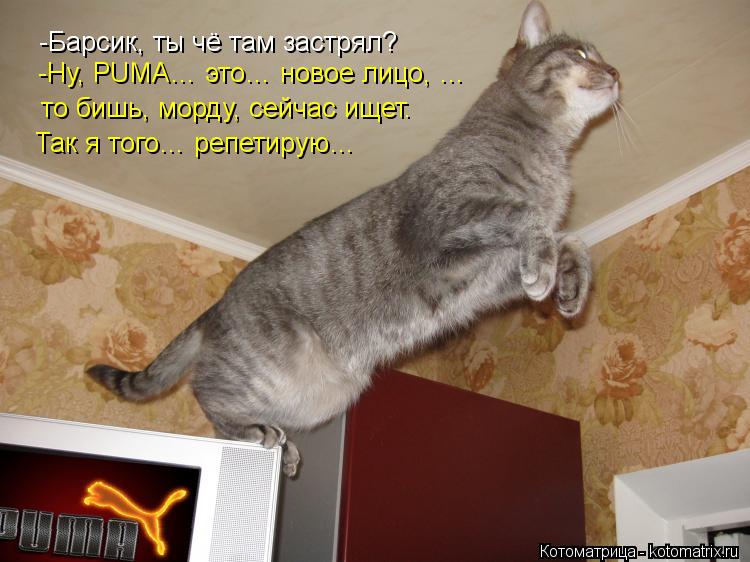-Барсик, ты чё там застрял? -Ну, PUMA… это… новое лицо, … Так я того… репетирую… то бишь, морду, сей... Котоматрица: -Барсик, ты чё там застрял? -Ну, PUMA… это… новое лицо, … Так я того… репетирую… то бишь, морду, сейчас ищет.