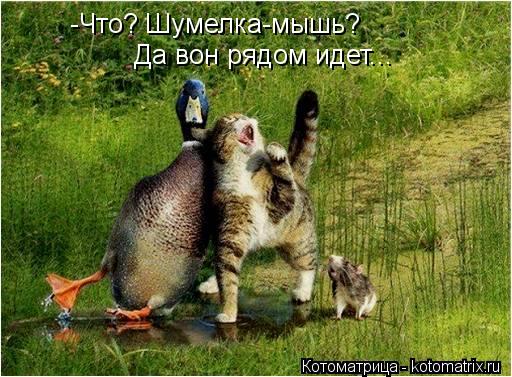 -Что? Шумелка-мышь? Да вон рядом идет...... Котоматрица: -Что? Шумелка-мышь? Да вон рядом идет...