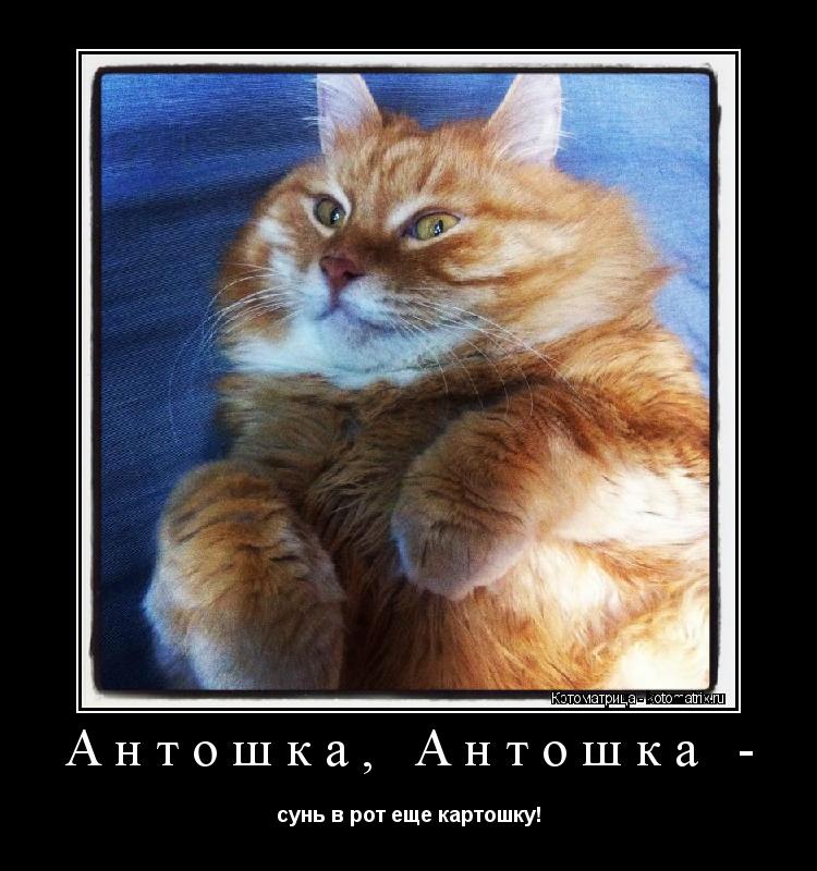 Антошка, Антошка - сунь в рот еще картошку!... Котоматрица: Антошка, Антошка - сунь в рот еще картошку!