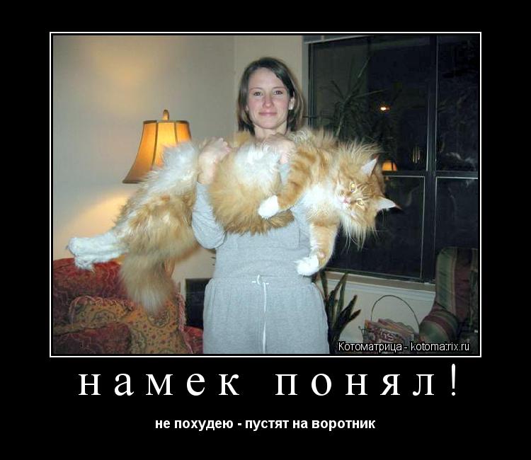 намек понял! не похудею - пустят на воротник... Котоматрица: намек понял! не похудею - пустят на воротник