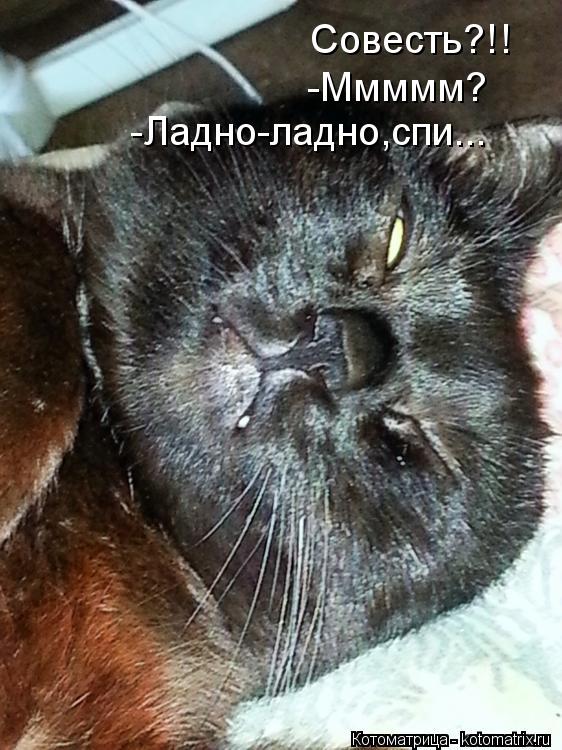 Совесть?!! -Ммммм? -Ладно-ладно,спи...... Котоматрица: Совесть?!! -Ммммм? -Ладно-ладно,спи...