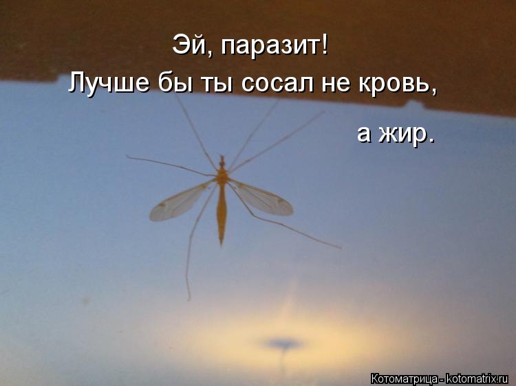 а жир. Лучше бы ты сосал не кровь, Эй, паразит!... Котоматрица: а жир. Лучше бы ты сосал не кровь, Эй, паразит!