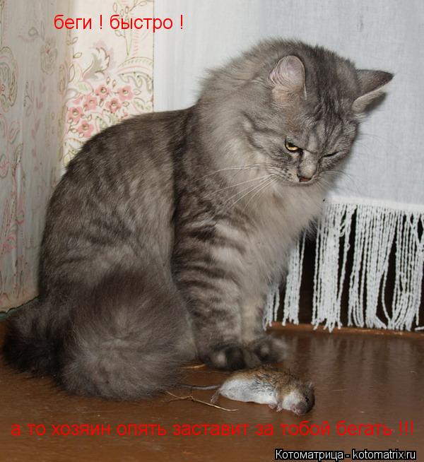 беги ! быстро ! а то хозяин опять заставит за тобой бегать !!!... Котоматрица: беги ! быстро ! а то хозяин опять заставит за тобой бегать !!!