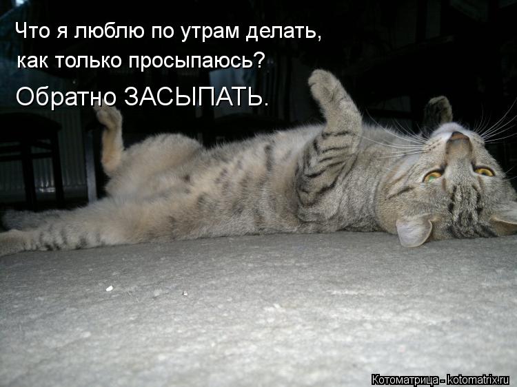 Что я люблю по утрам делать, как только просыпаюсь? Обратно ЗАСЫПАТЬ.... Котоматрица: Что я люблю по утрам делать, как только просыпаюсь? Обратно ЗАСЫПАТЬ.