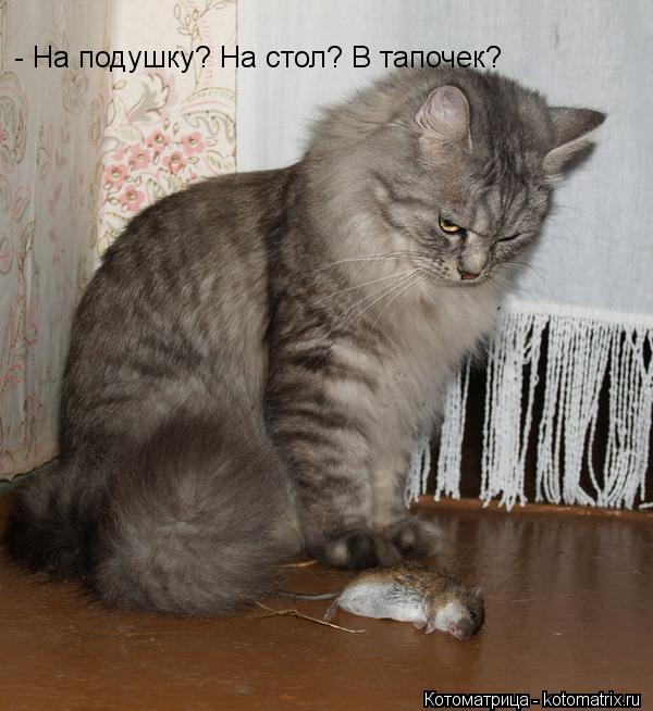 - На подушку? На стол? В тапочек?... Котоматрица: - На подушку? На стол? В тапочек?