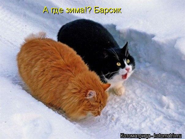 А где зима!? Барсик... Котоматрица: А где зима!? Барсик