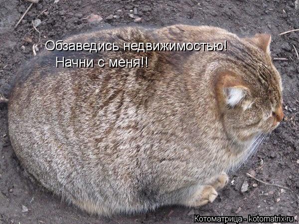 Обзаведись недвижимостью! Начни с меня!!... Котоматрица: Обзаведись недвижимостью! Начни с меня!!