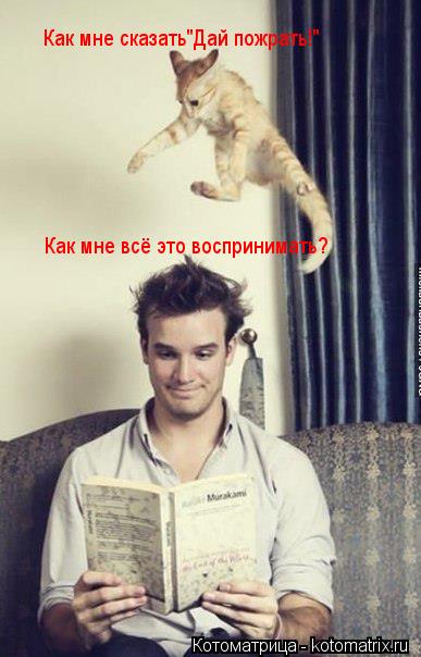 Как мне сказать"Дай пожрать!" Как мне всё это воспринимать?... Котоматрица: Как мне сказать"Дай пожрать!" Как мне всё это воспринимать?