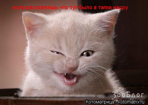 если расскажешь что тут было в тапки насру... Котоматрица: если расскажешь что тут было в тапки насру