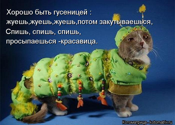 Котоматрица: Спишь, спишь, спишь, просыпаешься -красавица. Хорошо быть гусеницей : жуешь,жуешь,жуешь,потом закутываешься,