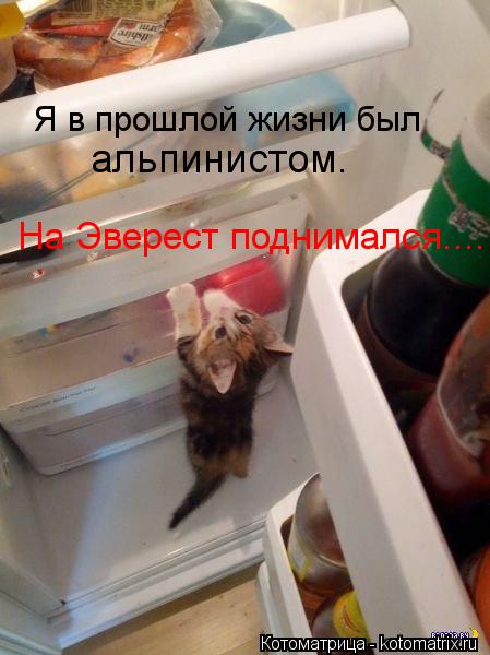 Я в прошлой жизни был альпинистом. На Эверест поднимался....... Котоматрица: Я в прошлой жизни был альпинистом. На Эверест поднимался....