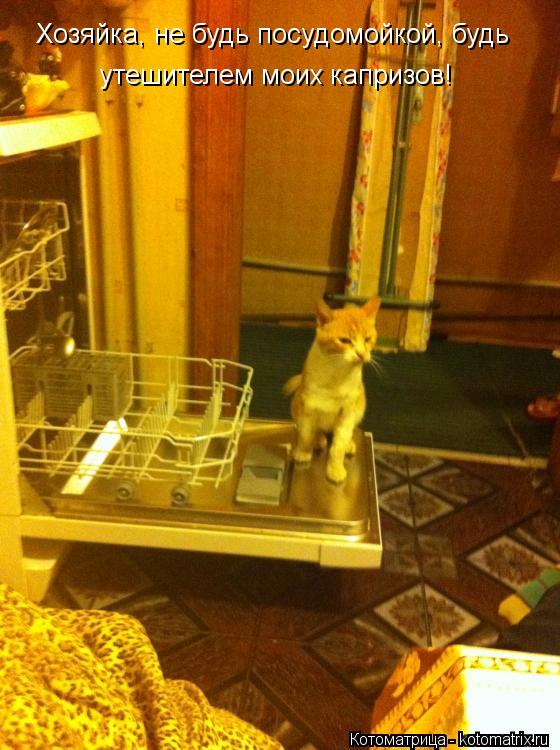 Хозяйка, не будь посудомойкой, будь утешителем моих капризов!... Котоматрица: Хозяйка, не будь посудомойкой, будь утешителем моих капризов!