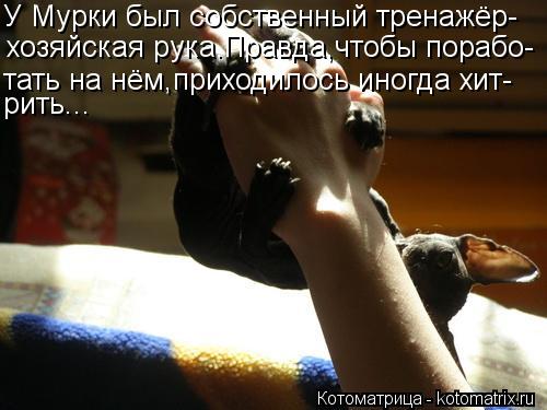 У Мурки был собственный тренажёр- хозяйская рука.Правда,чтобы порабо- тать на нём,приходилось иногда ... Котоматрица: У Мурки был собственный тренажёр- хозяйская рука.Правда,чтобы порабо- тать на нём,приходилось иногда хит- рить...