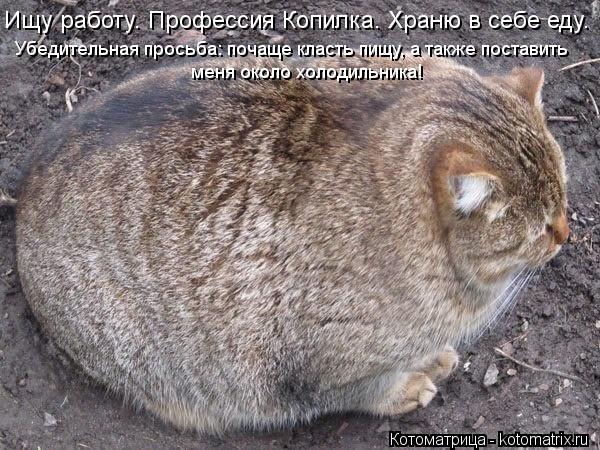 Ищу работу. Профессия Копилка. Храню в себе еду. Убедительная просьба: почаще класть пищу, а также по... Котоматрица: Ищу работу. Профессия Копилка. Храню в себе еду. Убедительная просьба: почаще класть пищу, а также поставить меня около холодильника!