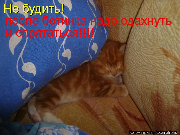 Не будить! после ботинка надо одахнуть и спрятаться !!!!... Котоматрица: Не будить! после ботинка надо одахнуть и спрятаться !!!!