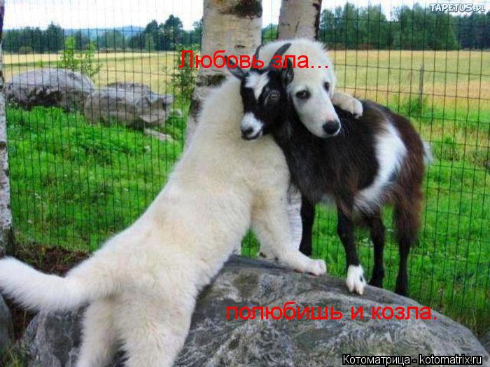 Любовь зла... полюбишь и козла.... Котоматрица: Любовь зла... полюбишь и козла.